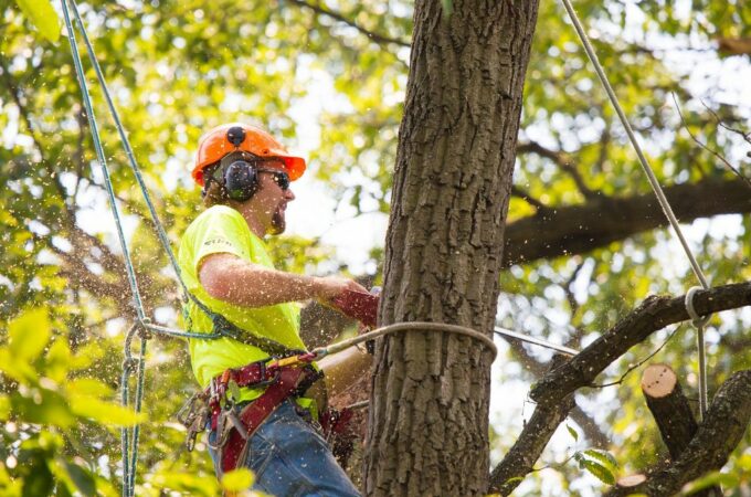 Why are Tree Removal Service Providers Important