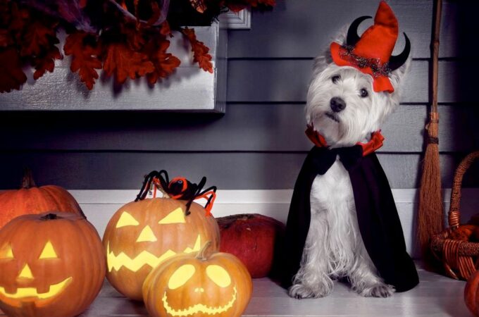How to Keep Your Dog Safe During Halloween