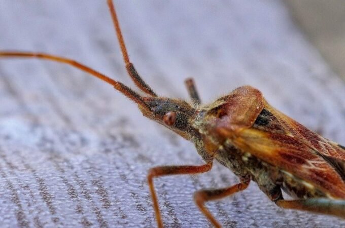 Bed Bugs are Ruining My Home: What to Do?