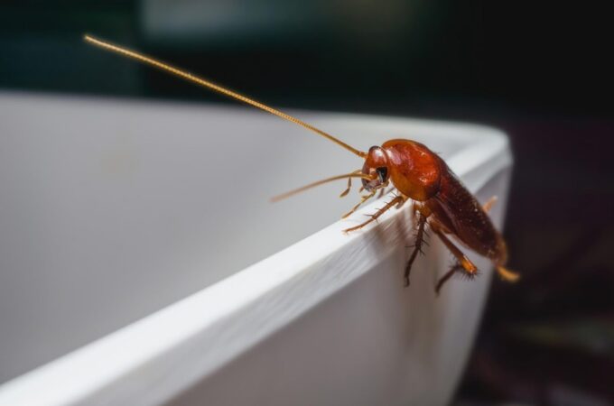 How to Get Rid of Bugs in House: A Guide for New Homeowners