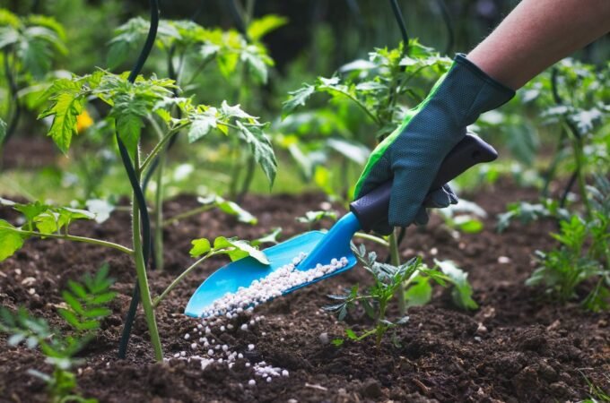 Everything You Should Know about Fertilizing