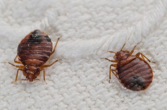 Signs Your Need a Bed Bug Exterminator
