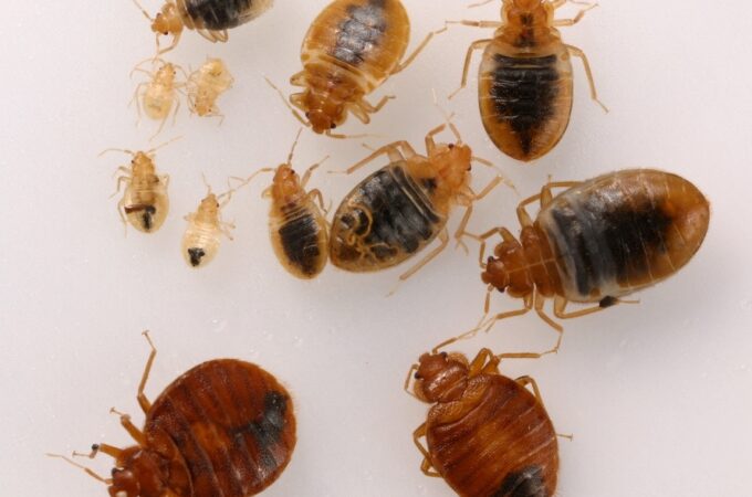 Do You Also Believe In These Myths About Bed Bugs?