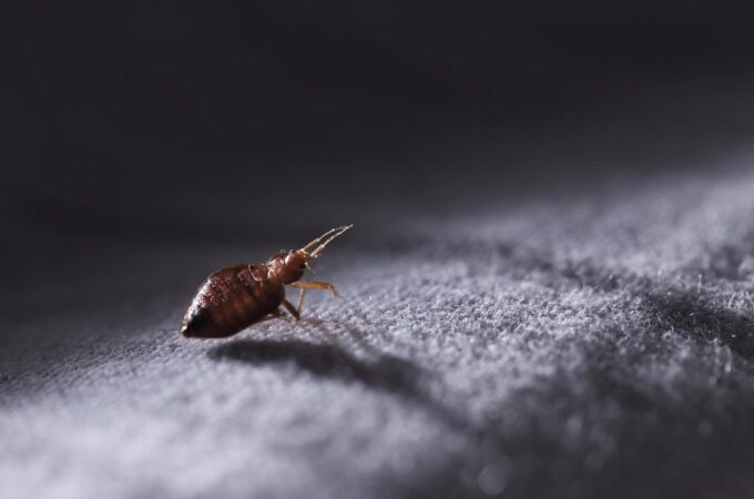 What to Do When You Realize That You Have Bed Bugs