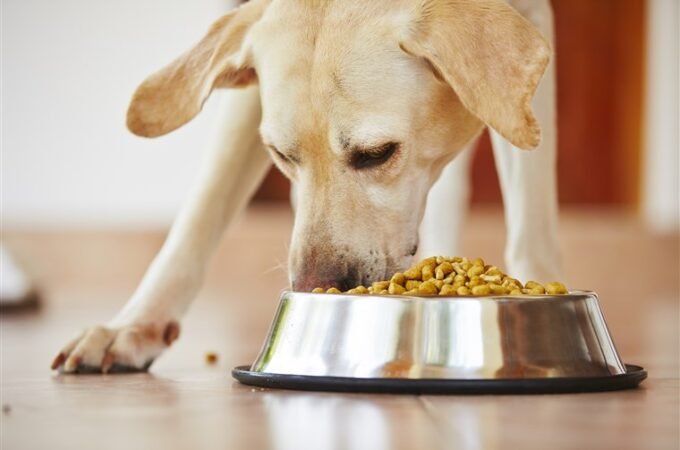 Captivating Aspects On The Best Dog Food