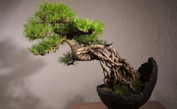 The Untold Bonsai Tree Meanings