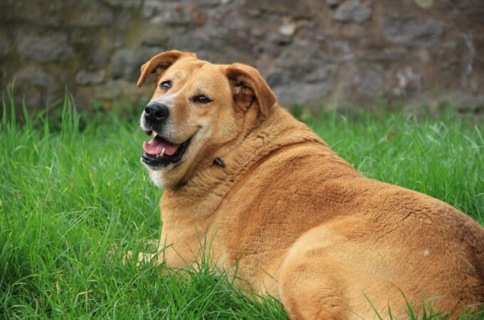 How To Understand If Your Dog Is Overweight?