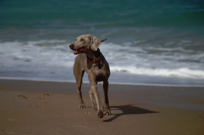 4 Tips for Taking Your Dog to the Beach