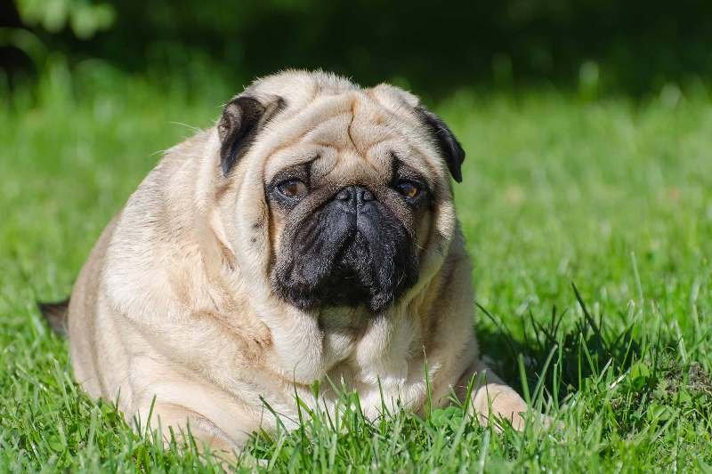 How To Understand If Your Dog Is Overweight?