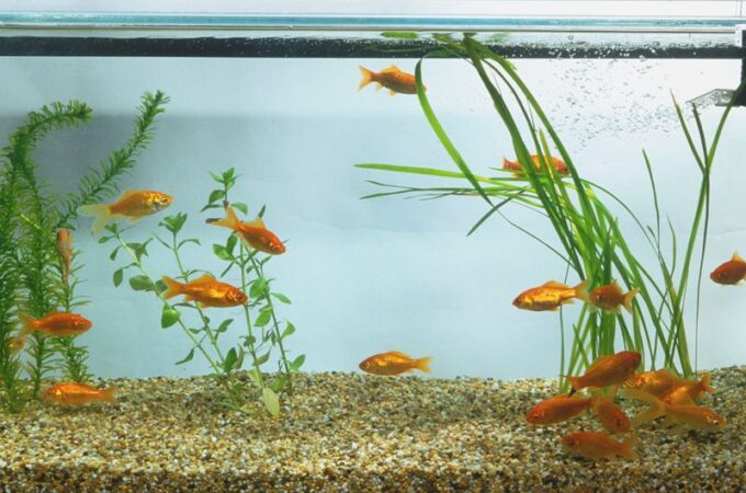 More About Canister Filters Versus Power Filters For Aquariums