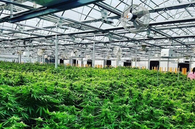 Cannabis Cultivation: Your Guide to Legally Growing at Home