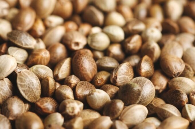 How Should I Consume Cannabis Seeds?