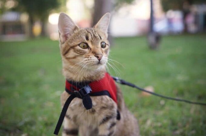 The Cat Harness And Things You Didn’t Know