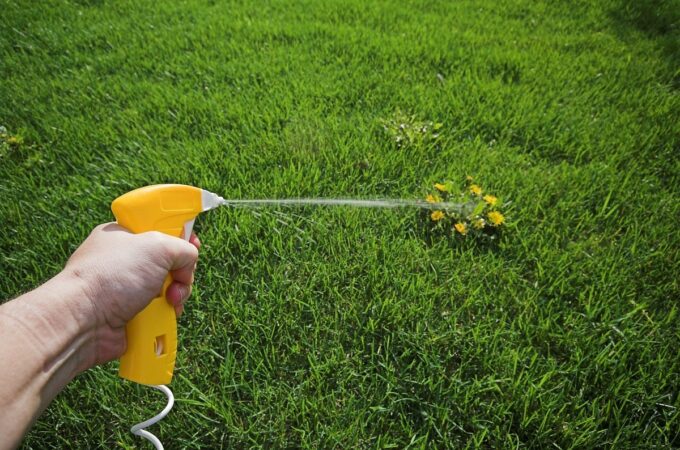 Tips To Eliminate Weeds in Your Garden in Next Season