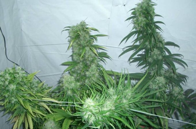 Reaching New Highs: How to Grow Marijuana Indoors