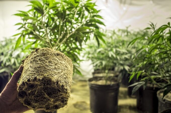 Helpful Tips on How to Grow Weed From Home in Canada