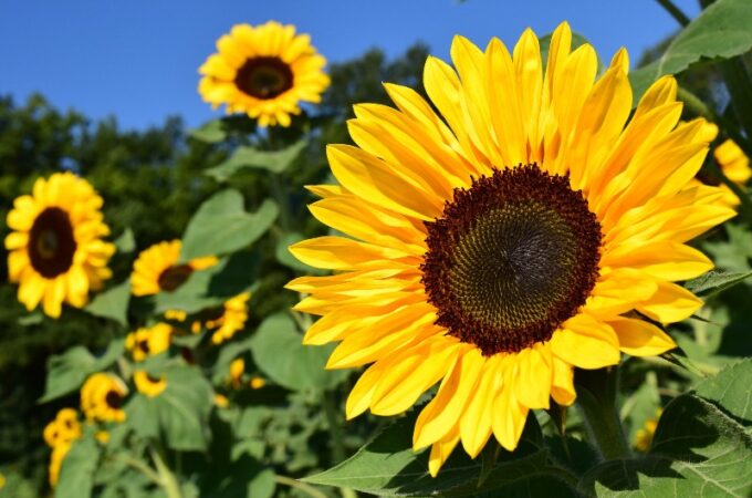 The Complete and Only Sunflower Care Guide You’ll Ever Need