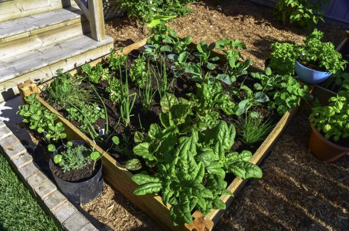 How to Grow Your Own Vegetables at Home