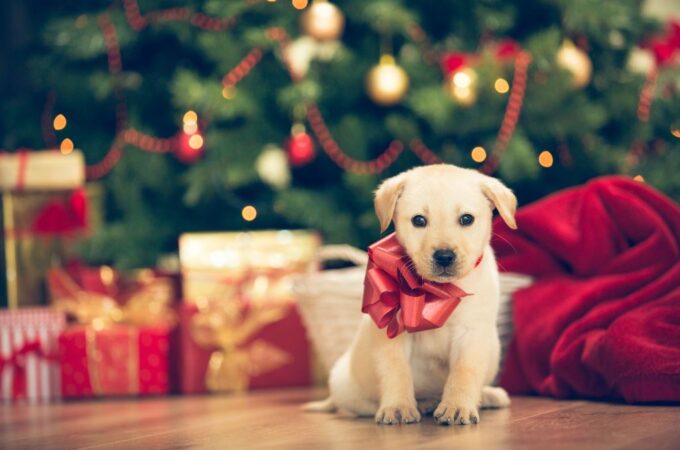 What Dog Gifts We Should Give to Owners