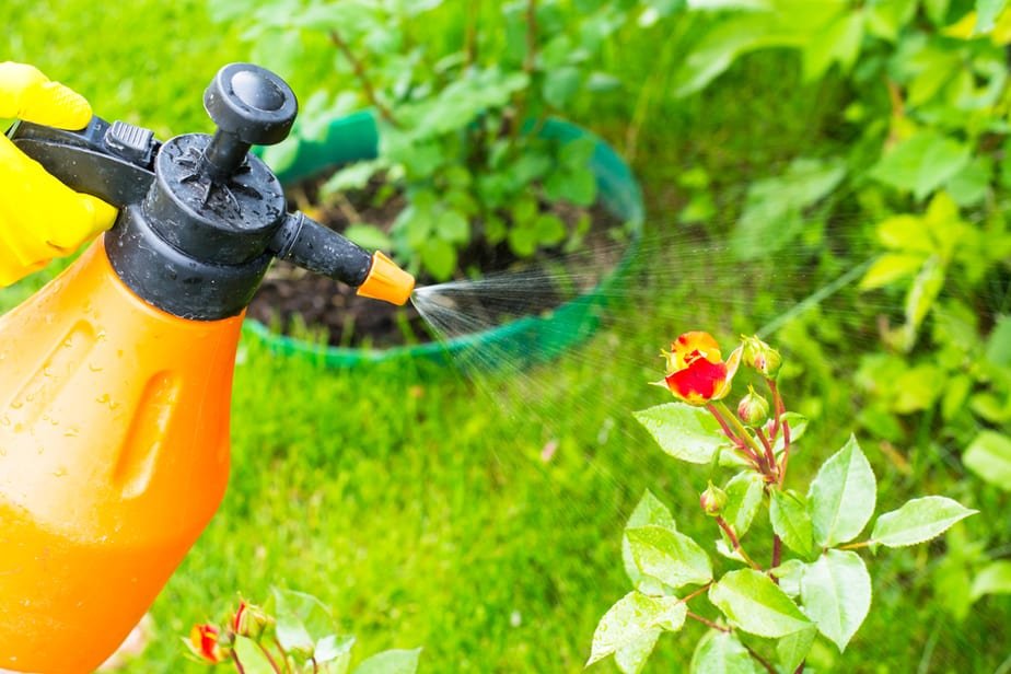 organic fly control