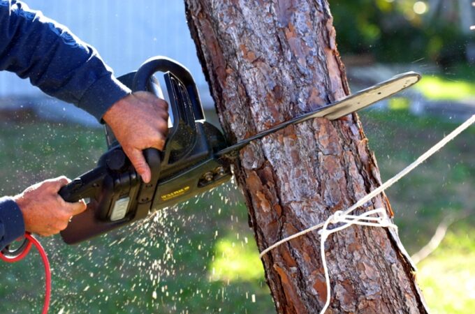 Why a Professional Tree Service Company for the Tree Removal Process