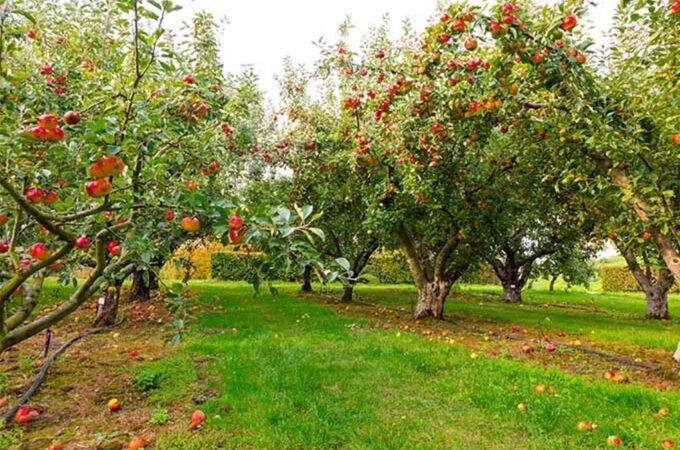 Top 5 Fruit Trees and Plants for Your Garden