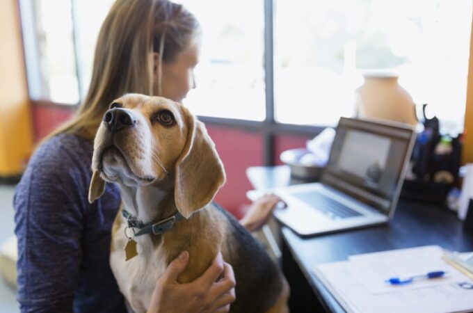 Interest In Pets Is Growing: Learn About Pet Sitting and Dog Walking