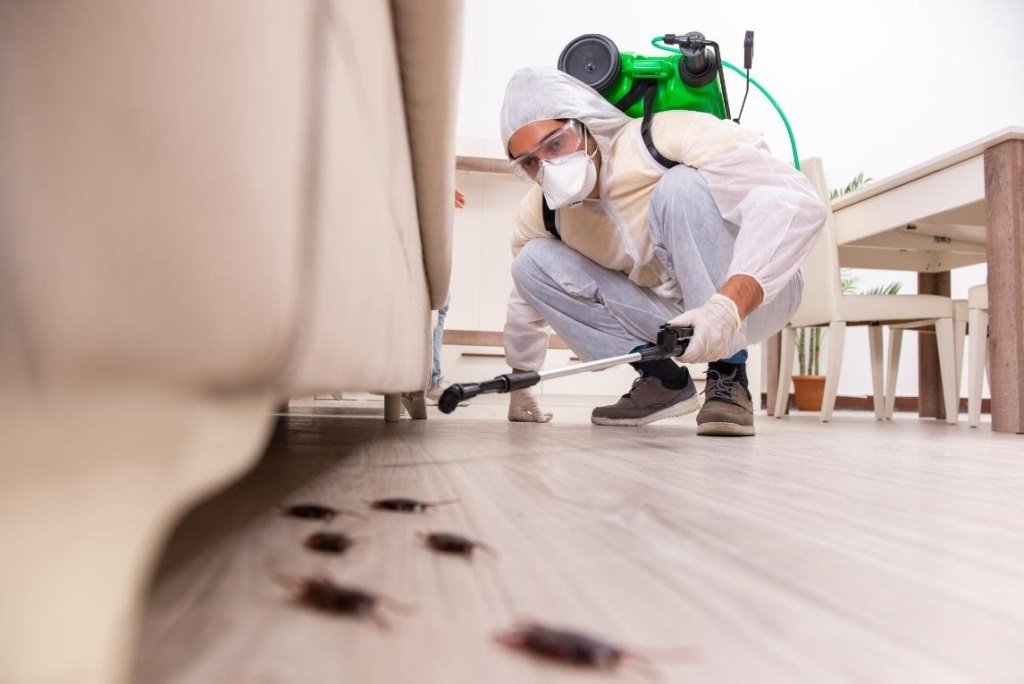 What Questions Should I Ask a Pest Control Company?