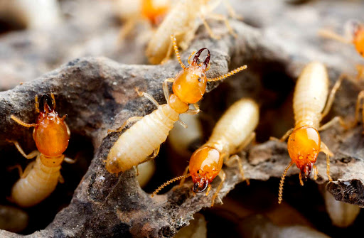 Why It’s Important to Arrange Regular Termite Inspections
