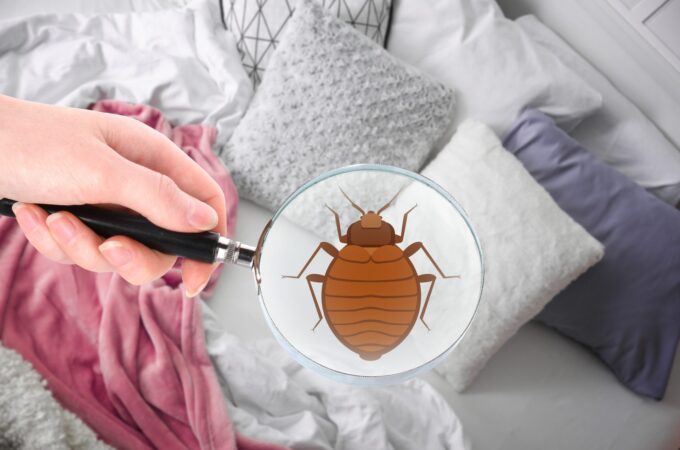 Should You Hire a Bed Bug Exterminator?