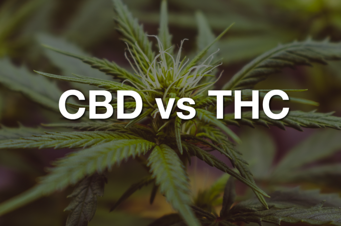 The Differences Between CBD and THC: What You Should Know