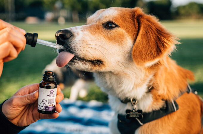 CBD for Pets – Natural Protection For Your Furry Friends
