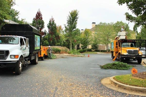 Why Should You Go for Tree Cutting Services?