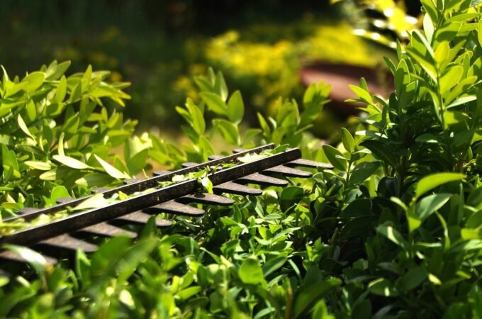 How to Trim a Hedge Using a Trimmer