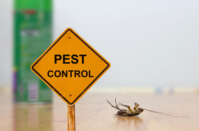 What to Do After Pest Control Sprays?