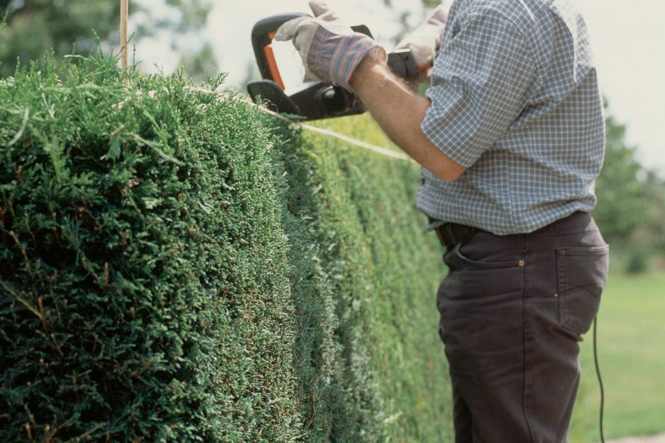 How to Trim a Hedge Using a Trimmer