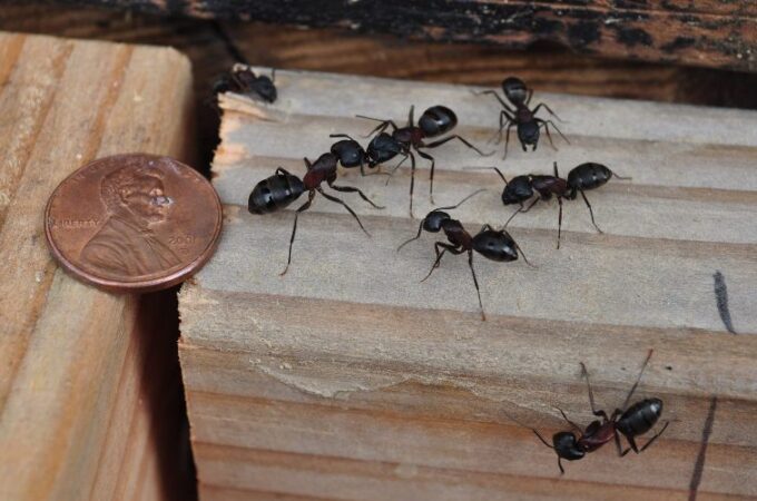 What Not To Do If You Have Carpenter Ants