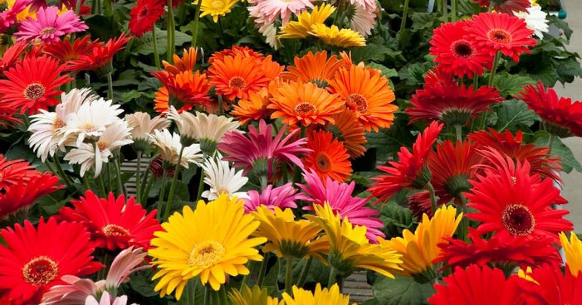 Flowers In Bloom In October at Paul Gonzales blog