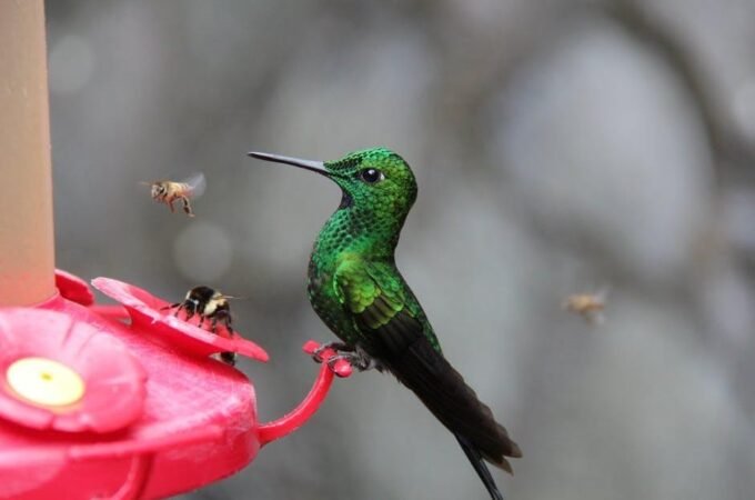 A Bird Lover’s Guide to the Best Hummingbird Food Recipe