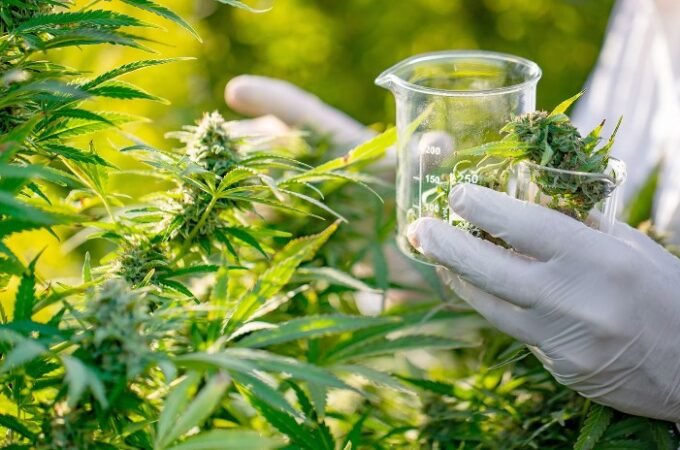 How Medicinal Cannabis Work and It’s Benefits