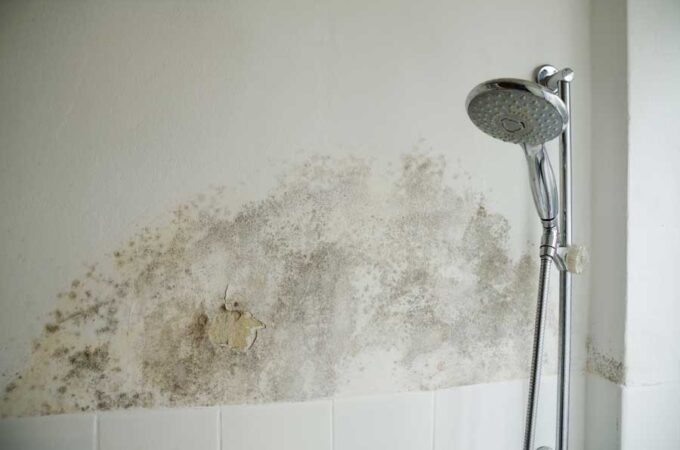 Spot It Early to Stop It Early: 5 Common Types of Mold in Houses