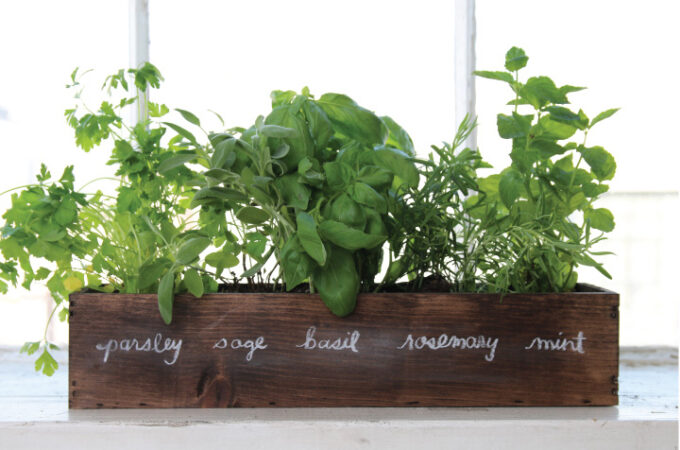How to Grow Fresh Herbs on a Window Sill