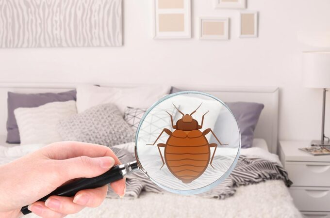 Why You Need a Professional To Get Rid of Bed Bugs
