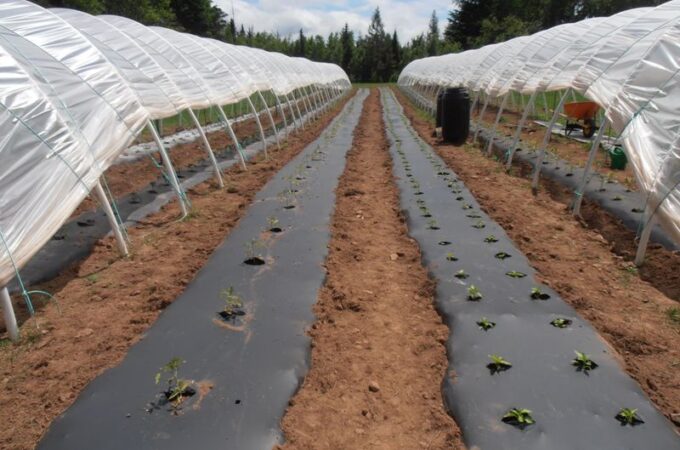 Plastic Mulch: Why You Should Consider Using It in Your Farm