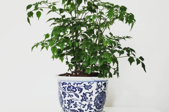 Top 5 Bonsai Trees for Home Garden That Are Easy to Grow
