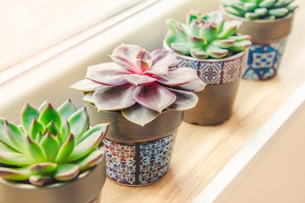 Beautiful Succulents for Your Home