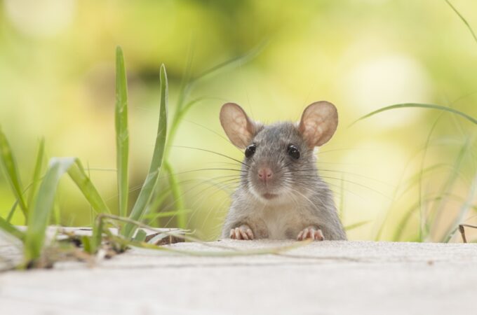 How You Can Keep Pests Out Of Your Yard This Spring