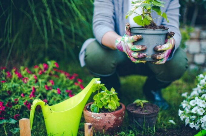 7 Ways to Keep Your Garden Healthy