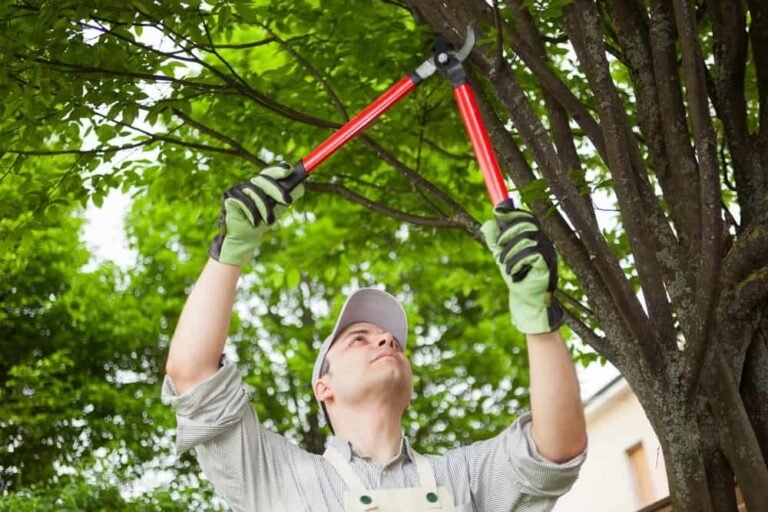 The Ultimate Guide on How to Trim a Tree
