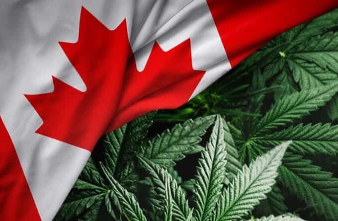 What Are The Pro-Level Benefits That You Can Get While Purchasing Weed From Online Dispensary Canada?